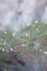 Pulicaria glutinosa