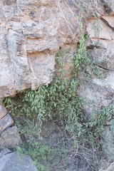 Pentatropis nivalis