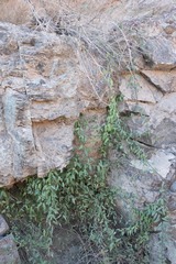 Pentatropis nivalis