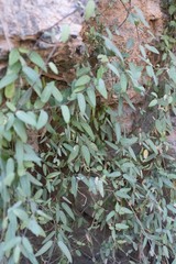 Pentatropis nivalis