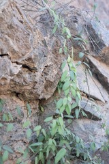 Pentatropis nivalis