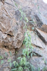 Pentatropis nivalis