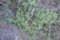 Nanorrhinum hastatum