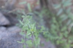 Nanorrhinum hastatum
