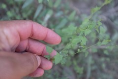 Nanorrhinum hastatum