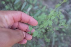 Nanorrhinum hastatum