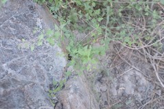 Nanorrhinum hastatum