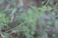 Nanorrhinum hastatum