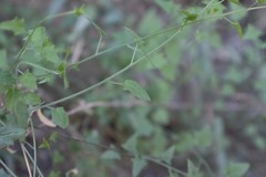 Nanorrhinum hastatum
