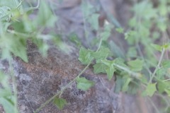 Nanorrhinum hastatum