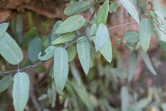 Pentatropis nivalis