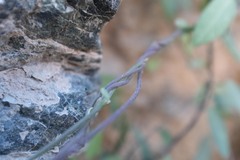 Pentatropis nivalis