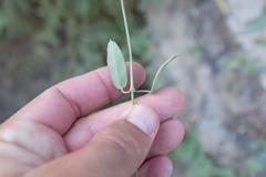 Pentatropis nivalis