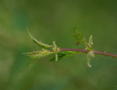 Urtica incisa