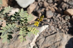 Senna italica