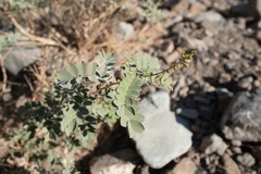 Senna italica
