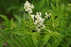 Sambucus gaudichaudiana