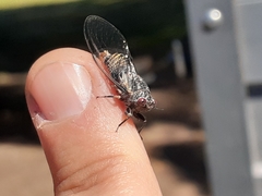 Popplepsalta notialis