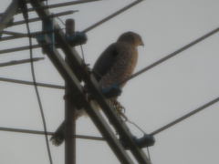 Accipiter cooperii