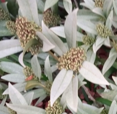 Angiospermae
