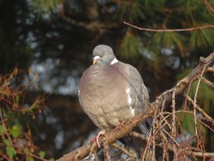 Columba palumbus