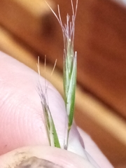 Rytidosperma clavatum