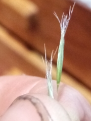 Rytidosperma clavatum