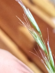 Rytidosperma clavatum