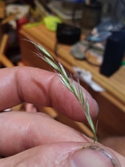 Rytidosperma clavatum