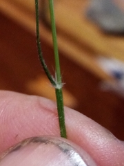 Rytidosperma clavatum