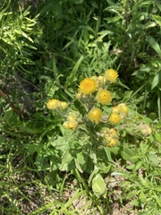 Helichrysum foetidum