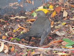 Turdus merula