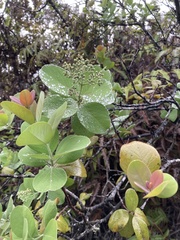 Santalum paniculatum paniculatum