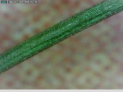 Rytidosperma clavatum