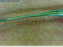 Rytidosperma clavatum