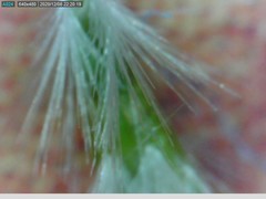 Rytidosperma clavatum