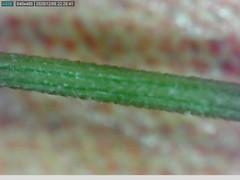 Rytidosperma clavatum