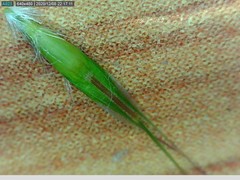 Rytidosperma clavatum