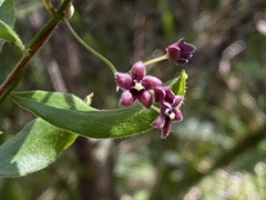 Vincetoxicum barbatum