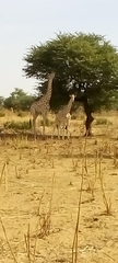 Giraffa camelopardalis peralta