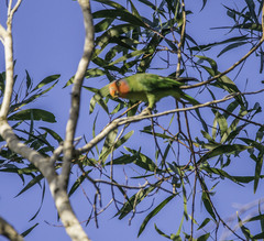 Geoffroyus geoffroyi