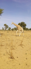 Giraffa camelopardalis peralta