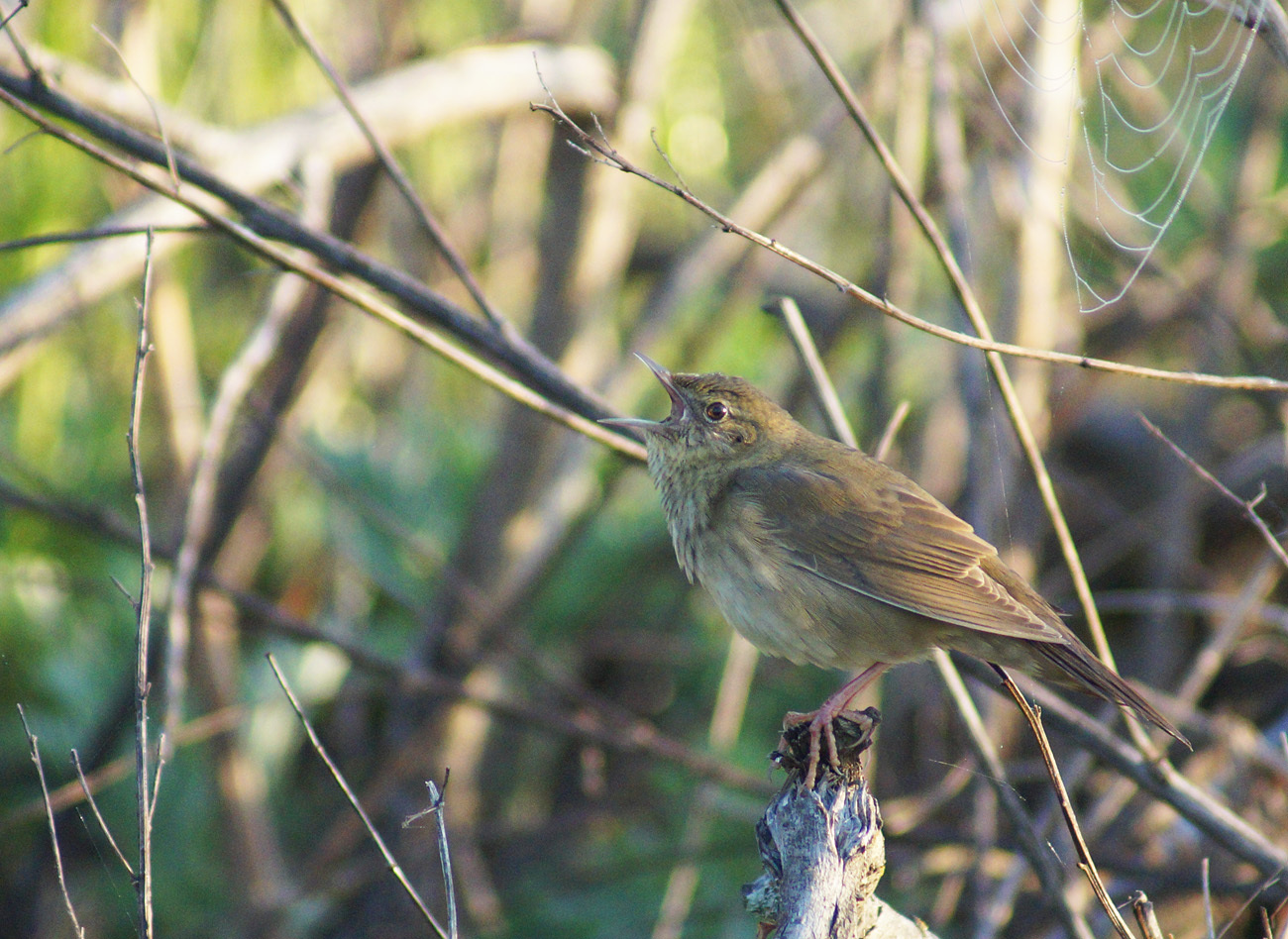 iNaturalist.org. В. Данилова, Ибресинский р-н Чувашия, май 2020