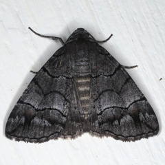 Dysbatus singularis