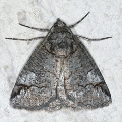 Dysbatus singularis
