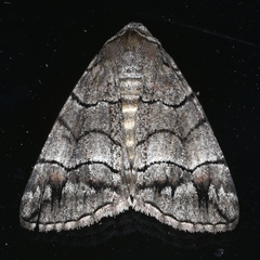 Dysbatus singularis