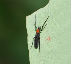 Plecia dimidiata