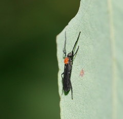 Plecia dimidiata
