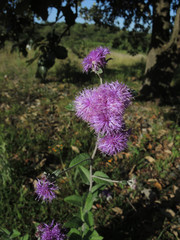 Vernonia alamanii