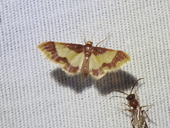 Idaea basinta